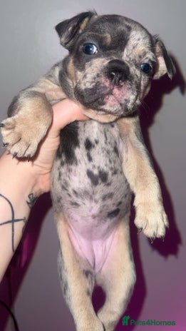 French Bulldog dogs - Advert 3