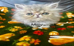 Persian cats for sale: EXCEPTIONAL LITTER PERSIAN EXOTIC KITTENS - Image 18
