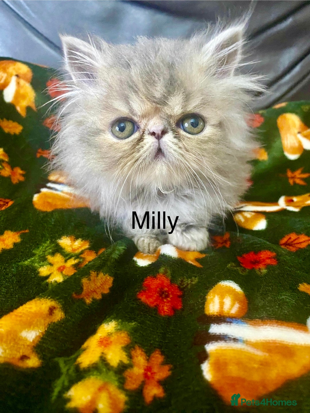Persian cats for sale: EXCEPTIONAL LITTER PERSIAN EXOTIC KITTENS - Image 18