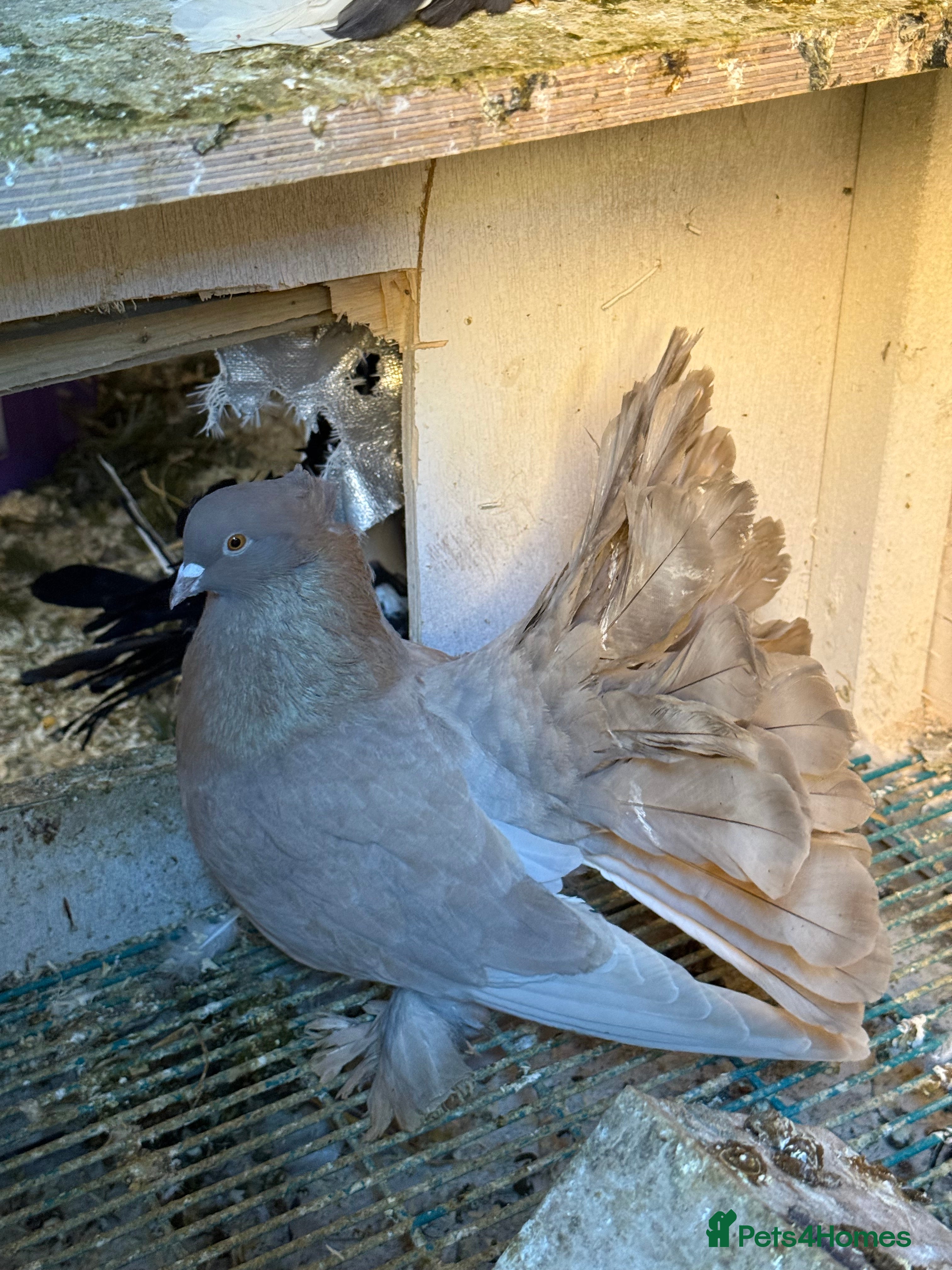 Pigeons birds 3 lovely males available. - Advert 1