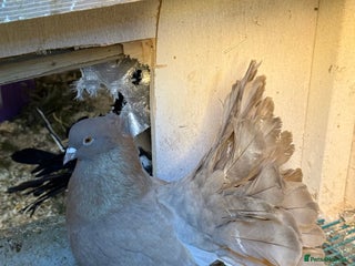 Pigeons birds 3 lovely males available. - Advert 1