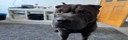 Shar Pei dogs for sale: Odin , 4 year old Shar pei.  - Advert 2