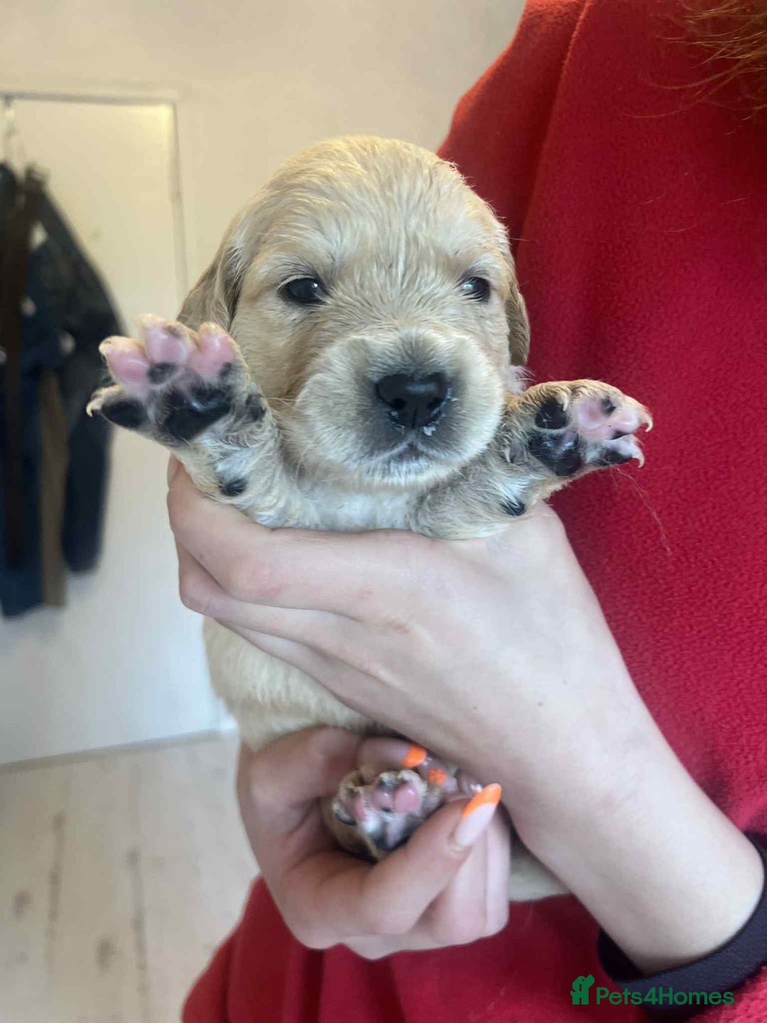 Golden Retriever dogs for sale: Golden Retriever puppies - Loving Homes Wanted  - Image 3