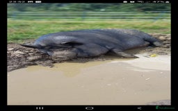 Pig livestock for sale: Ronnie and reggie  - Image 39