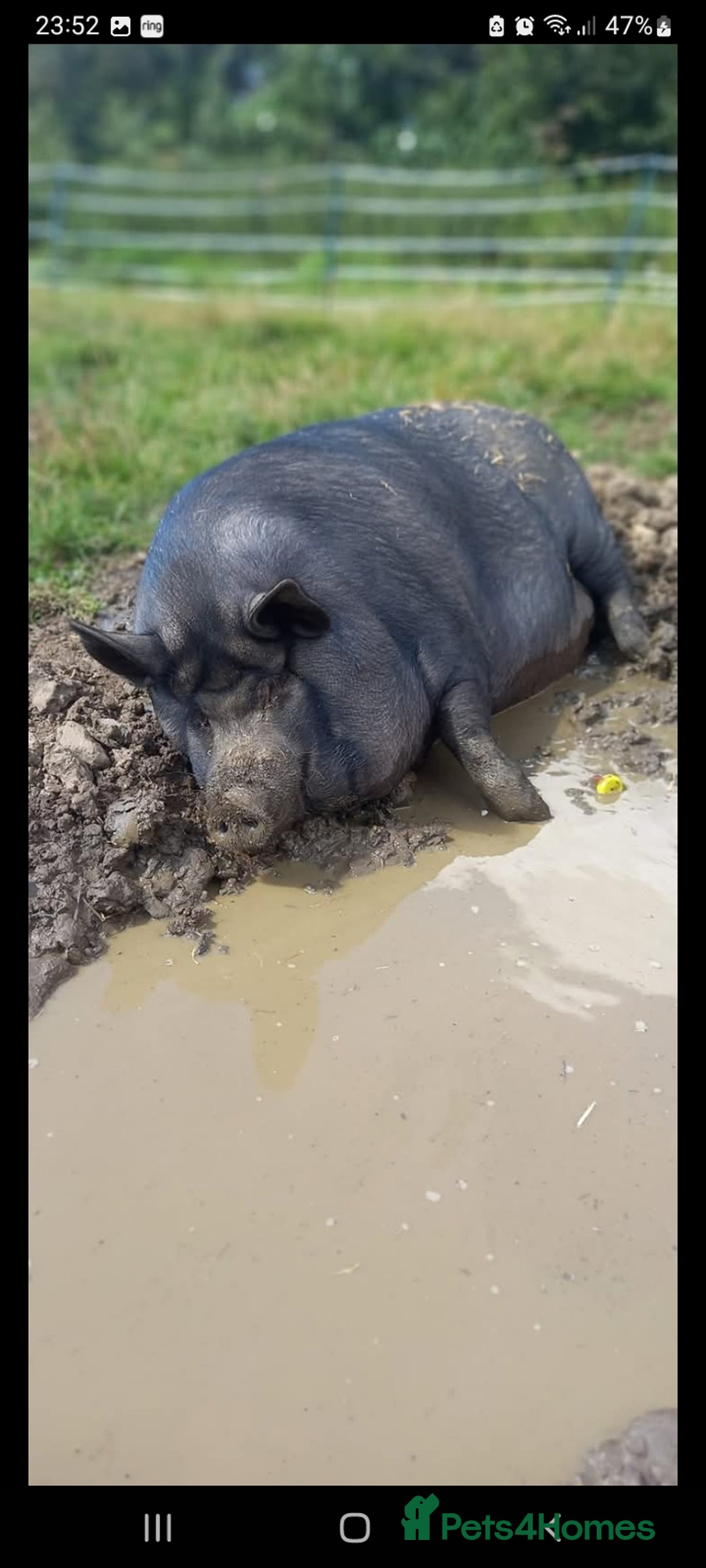 Pig livestock for sale: Ronnie and reggie  - Image 39