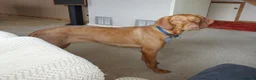 Hungarian Vizsla dogs for sale: Breeze the Hunter - Advert 2