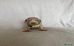 Miniature Dachshund dogs for sale: 5 beautiful Miniture dachshunds for sale - Image 5