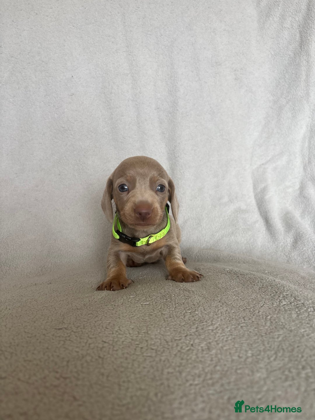 Miniature Dachshund dogs for sale: 5 beautiful Miniture dachshunds for sale - Image 5