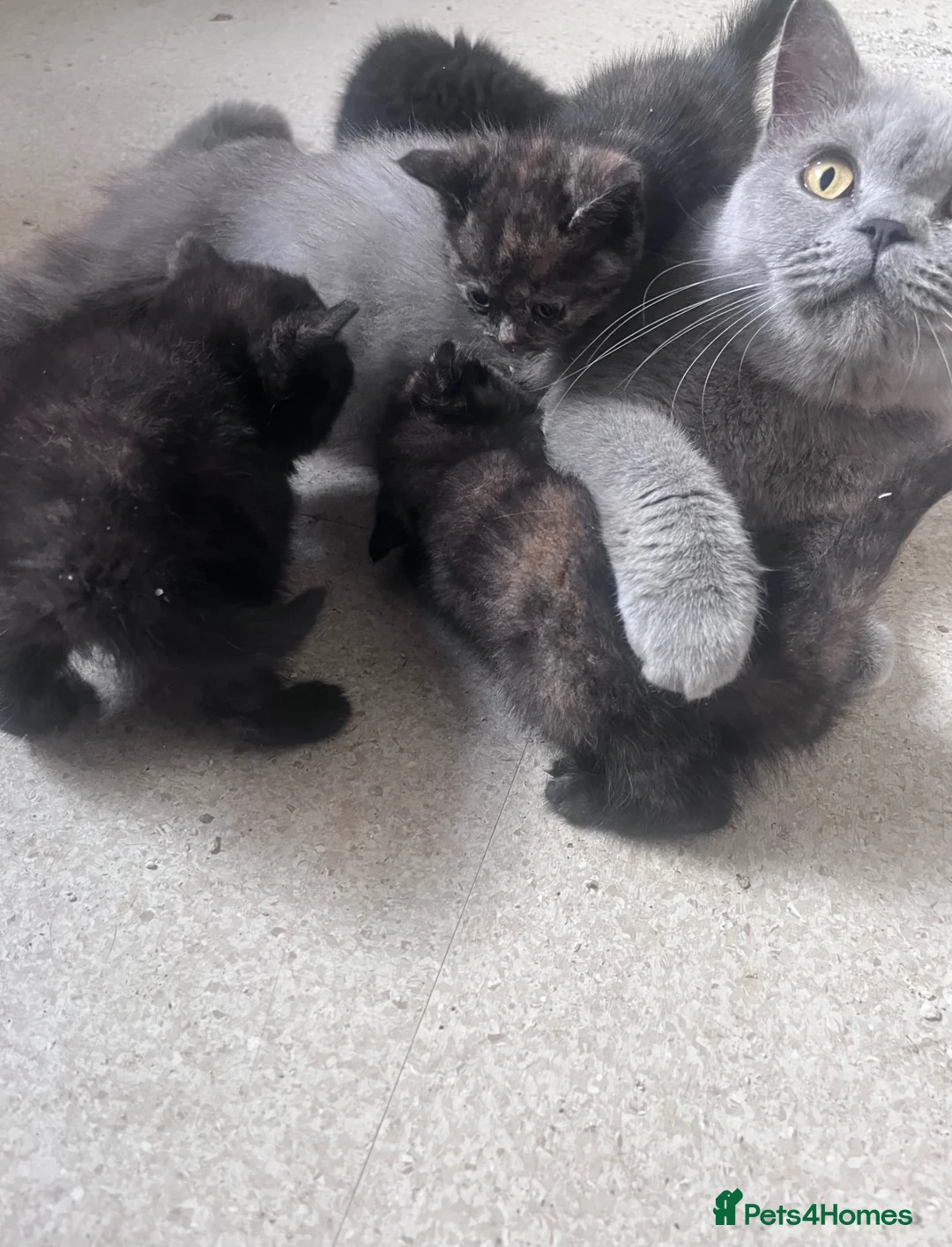 Mixed Breed cats for sale:     British Shorthair cross - Advert 10