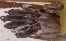 Miniature Dachshund dogs for sale: Miniature dachounds - Image 2