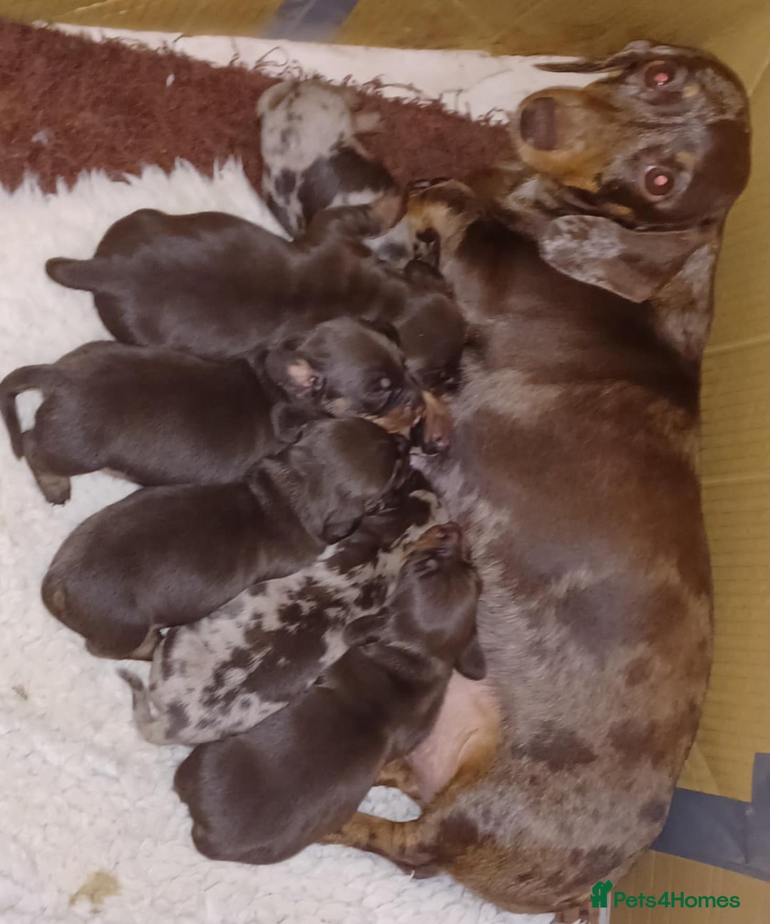 Miniature Dachshund dogs for sale: Miniature dachounds - Image 2