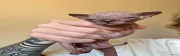 Sphynx cats for sale: Sphynx Kittens - Advert 17