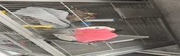 Cockatoo birds for sale: Galah cockatoo  - Advert 3