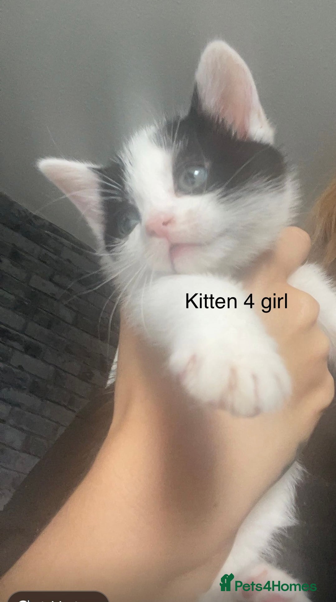 Mixed Breed cats for sale: Kittens for sale !!! - Image 9