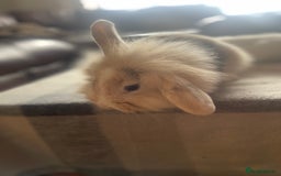 English Lop rabbits for sale: Beauitful Double Mane lop and dwarf double mane in Spalding - Image 15
