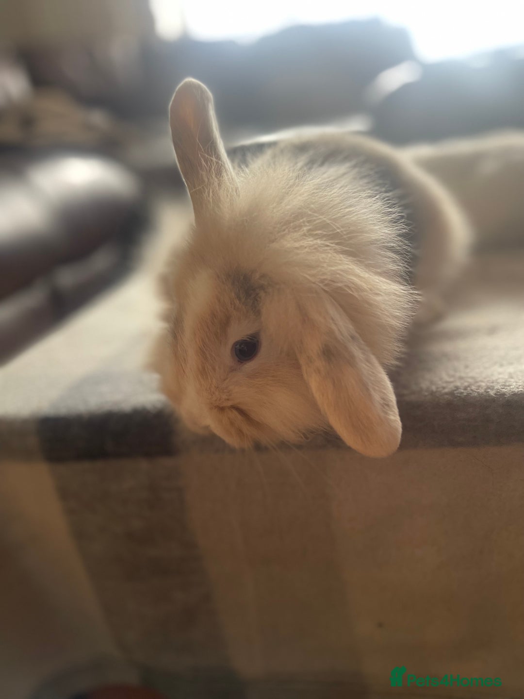 English Lop rabbits for sale: Beauitful Double Mane lop and dwarf double mane in Spalding - Image 15