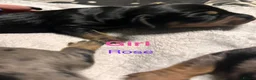 Mixed Breed dogs for sale: Stunning daxi cross pups  in Harleston - Advert 11