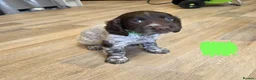 Sprocker dogs for sale: Sprocker  - Advert 5