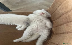 Siberian cats for sale: Adorable Neva Masquerade boys - Image 4