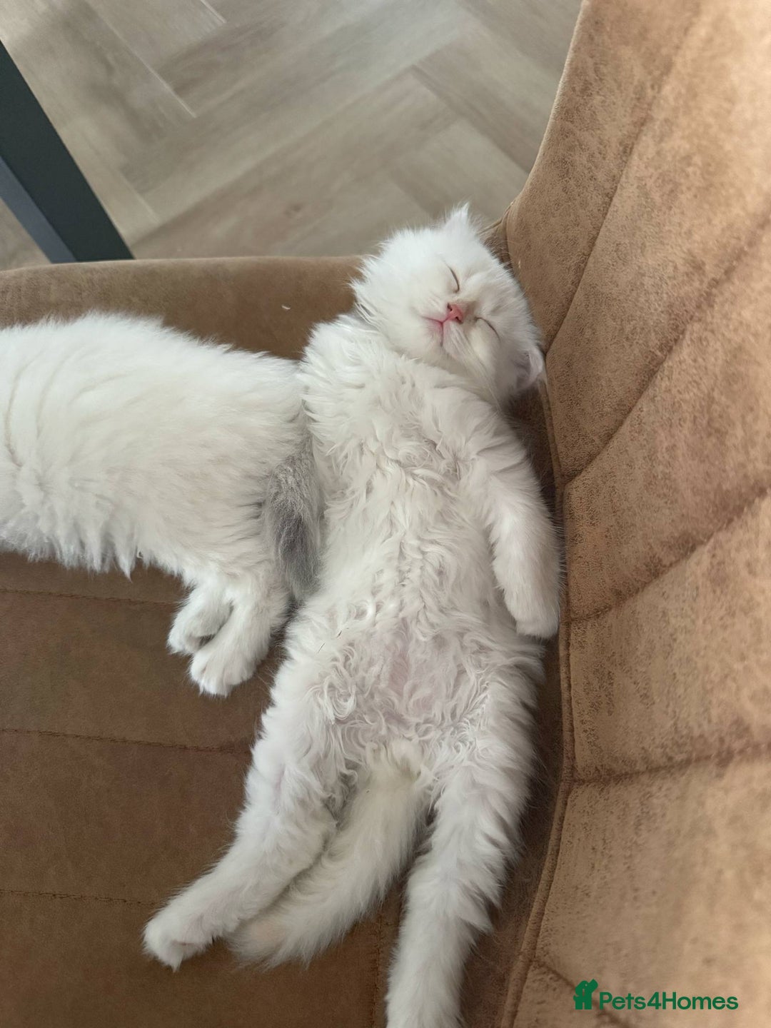 Siberian cats for sale: Adorable Neva Masquerade boys - Image 4