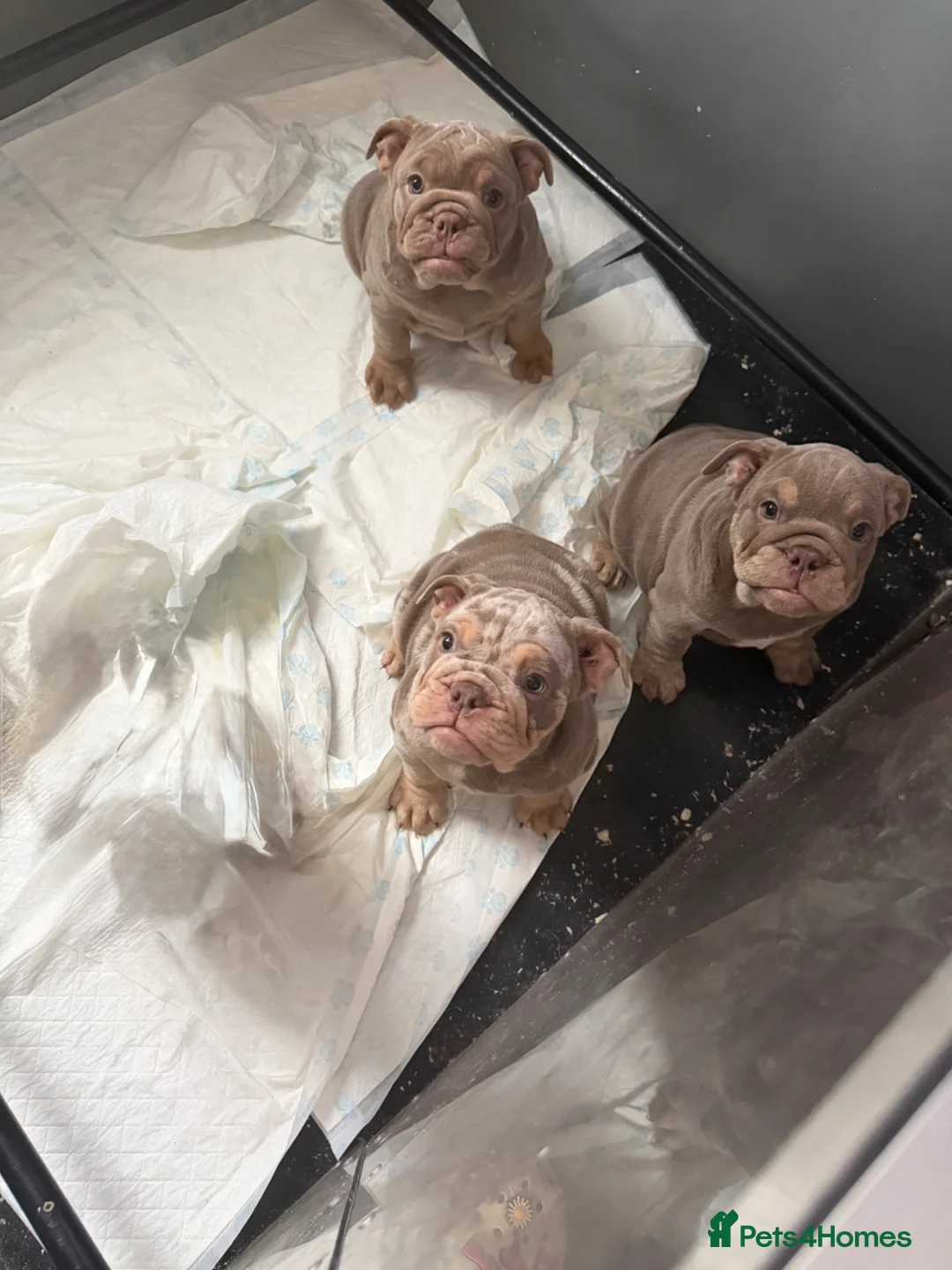 English Bulldog dogs for sale: Last 3 female English bulldogs puppies🐾 - Advert 1