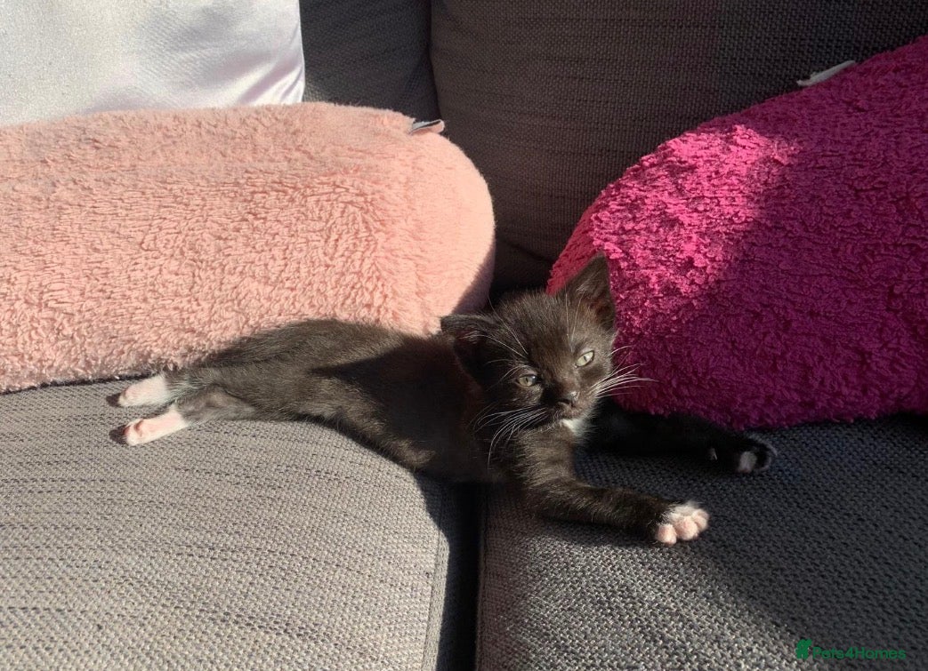 British Shorthair cats Friendly small female kitten  - Advert 2