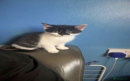 Mixed Breed cats for sale: Female kitten for sale  - Image 1