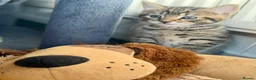 Bengal cats for sale: Beautiful kittens 🐈‍⬛  - Advert 26