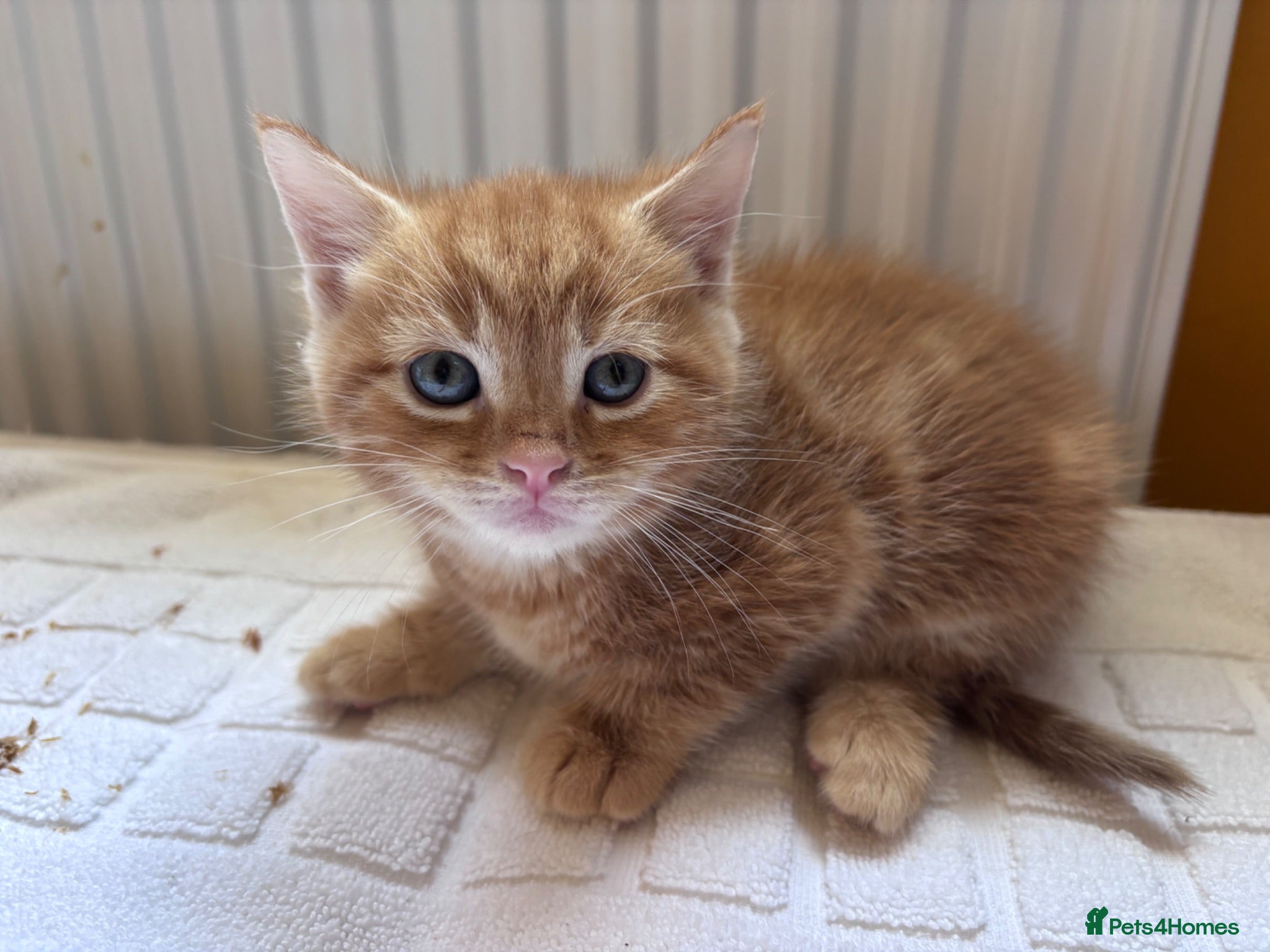 Mixed Breed cats 3 Beautiful BSH x Ragdoll Kittens - Advert 6