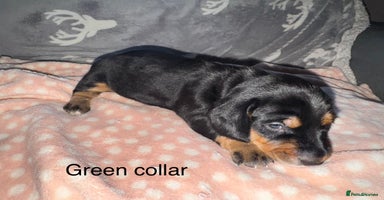 Mixed Breed dogs - Advert 9