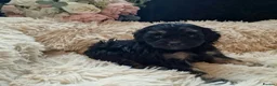 Cavapoo dogs for sale: Stunning Black and Tan Cavapoo puppies - Advert 14