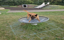 Belgian Shepherd Dog dogs for sale: Malinois Puppy for Sale - Pure, Healthy, KC Regist - Image 18