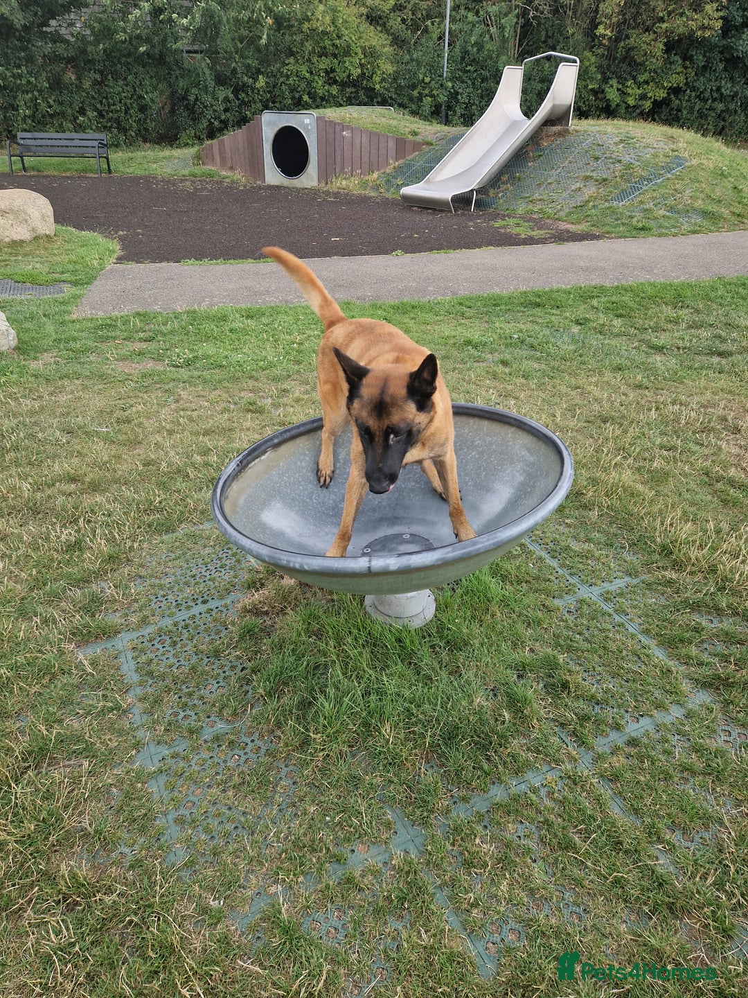 Belgian Shepherd Dog dogs for sale: Malinois Puppy for Sale - Pure, Healthy, KC Regist - Image 18