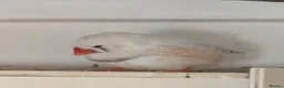 Finches birds for sale: zebra finches males and females read description  in Barnsley - Advert 6
