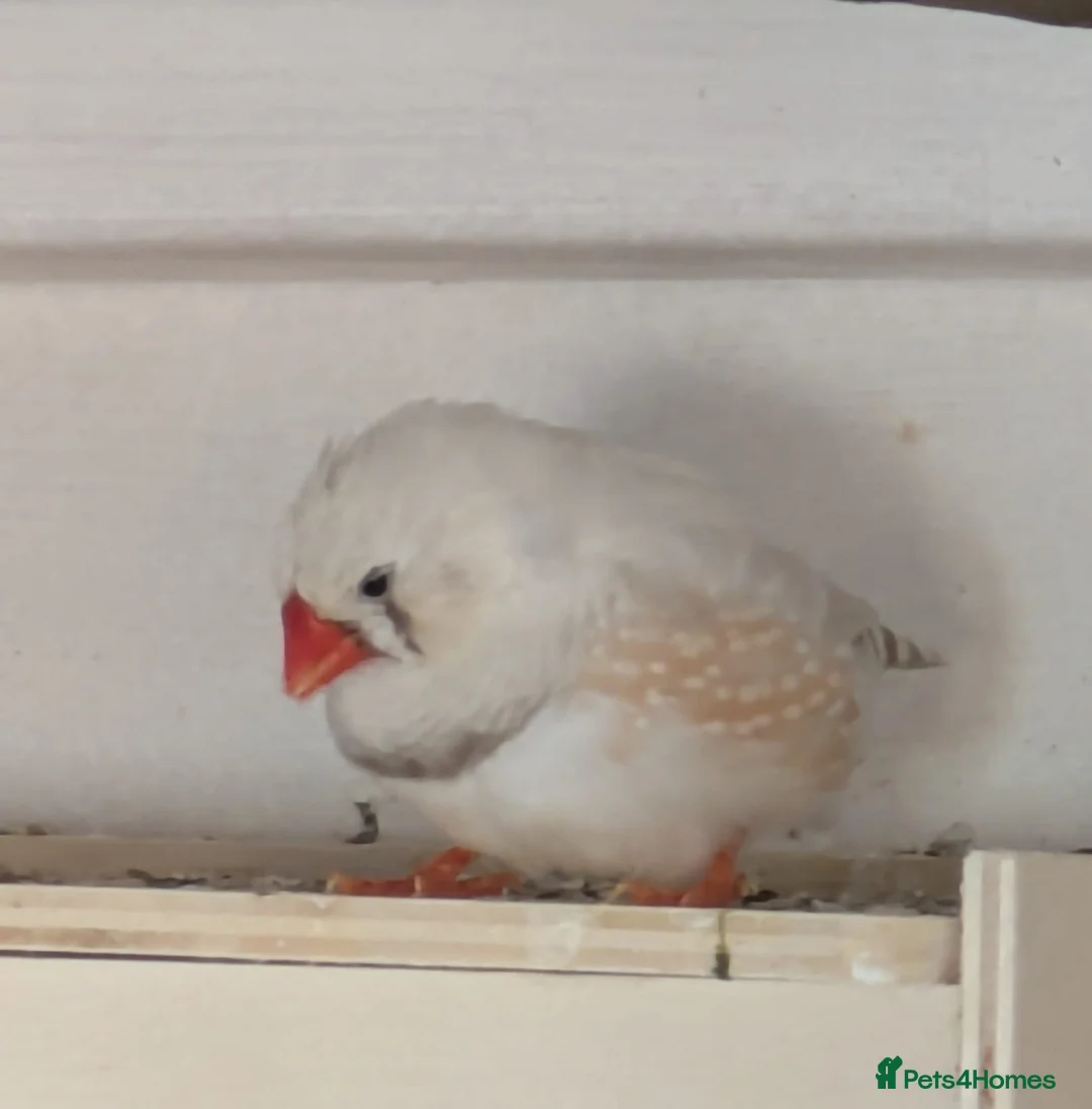 Finches birds for sale: zebra finches males and females read description  in Barnsley - Advert 6