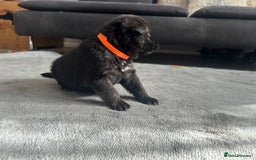 German Shepherd dogs for sale: ALFREDO  - Image 7