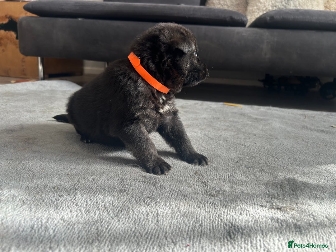 German Shepherd dogs for sale: ALFREDO  - Image 7