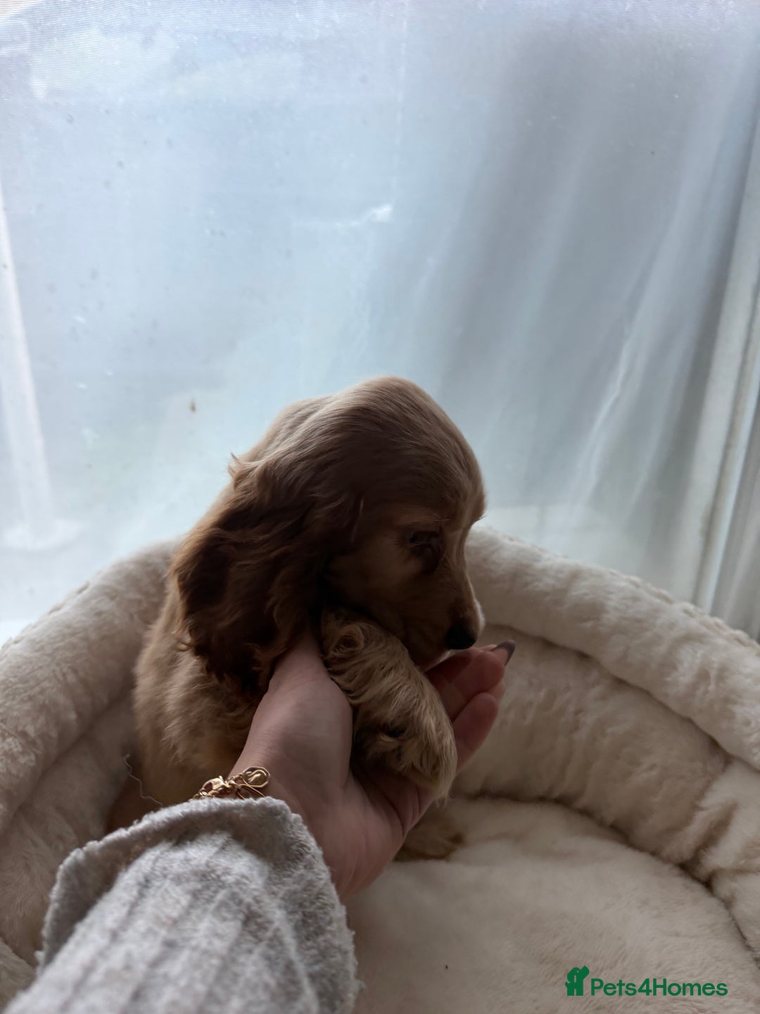 Cocker Spaniel dogs for sale: (1 left) Show type cocker spaniel puppies - Advert 5