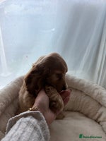 Cocker Spaniel dogs (1 left) Show type cocker spaniel puppies - Advert 13