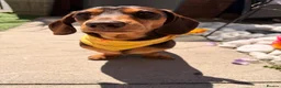 Miniature Dachshund dogs for stud: Male miniature dachshund - Advert 3