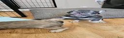 French Bulldog dogs for sale: Beautiful frenchies ready now - Advert 5