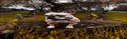 French Bulldog dogs for sale: 5yr old French Bulldog looking for a good home - Advert 1