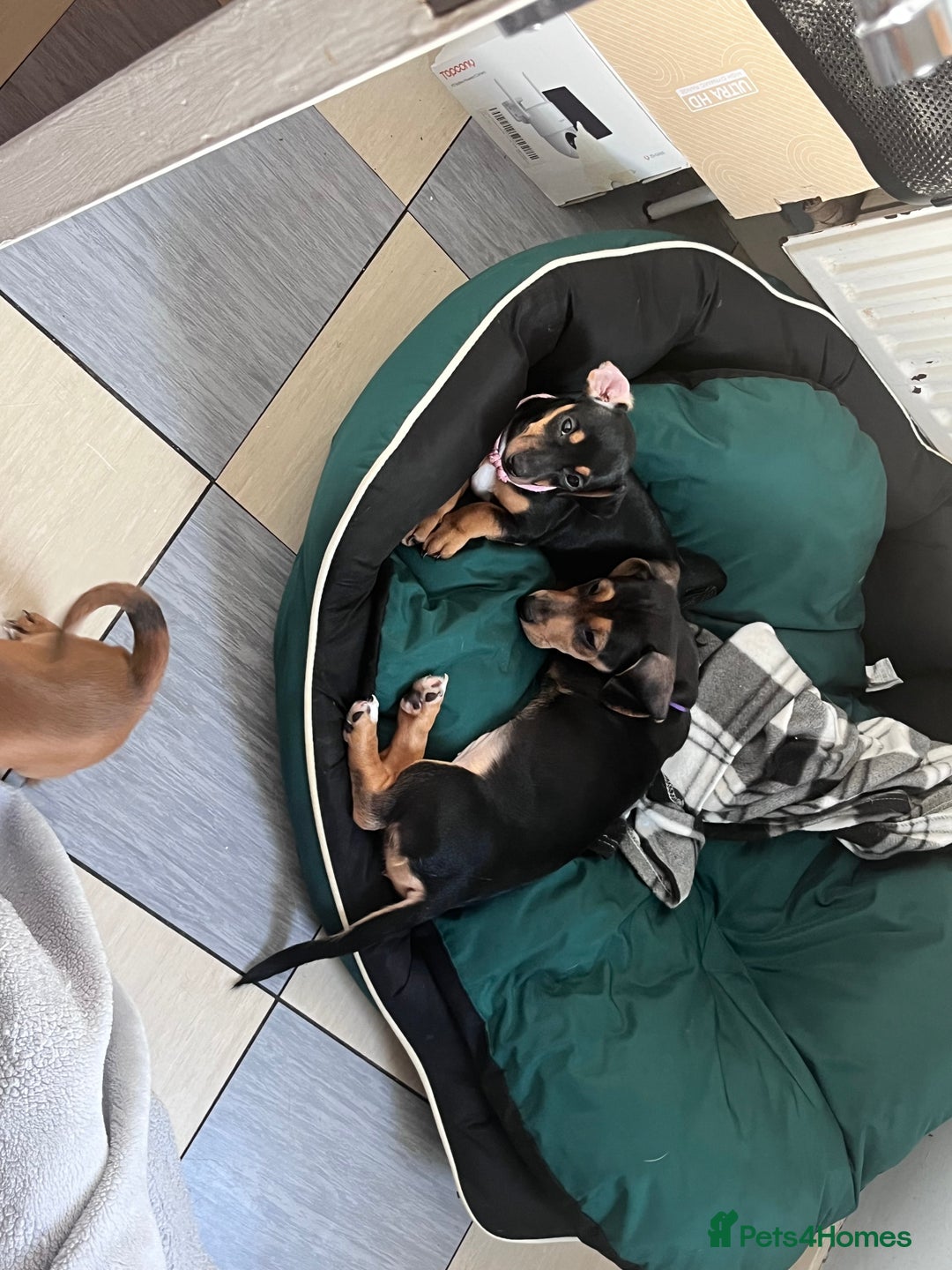 Mixed Breed dogs for sale: 15 week old boy jaxdax , last of the litter of 5  - Image 13
