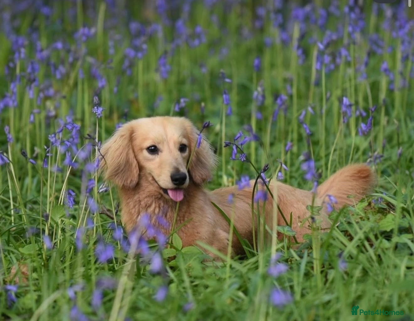 Miniature Dachshund dogs for sale: Miniature longhaired dachshunds  - Advert 27