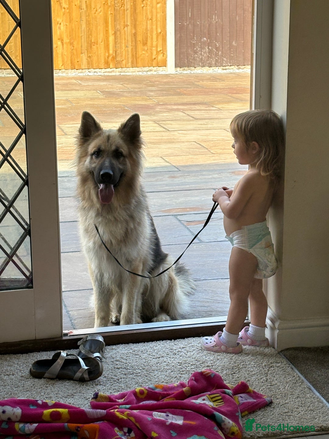 German Shepherd dogs for sale: Family reared GSD pups.  - Image 8