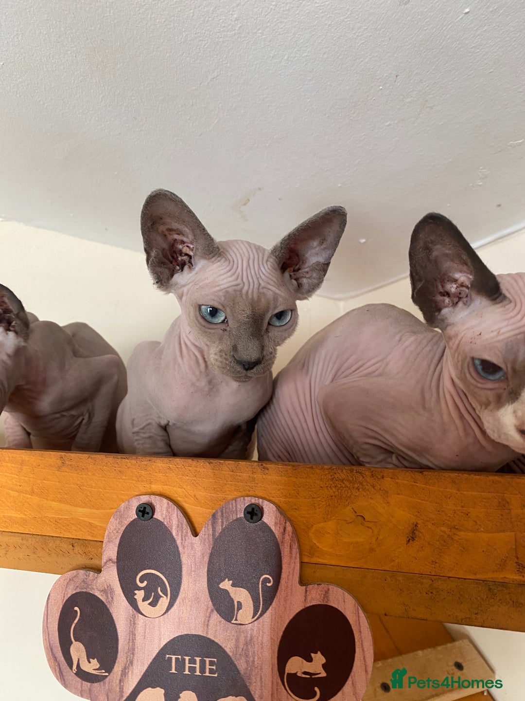 Sphynx cats for sale: Tica registered Sphynx  - Image 18