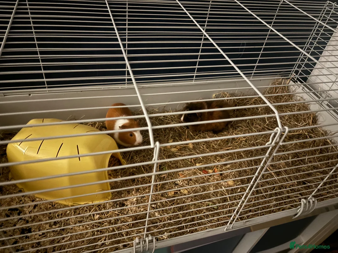 Guinea Pig rodents for sale: two female guinea pigs one short haired one fluffy in Warrington - Advert 2