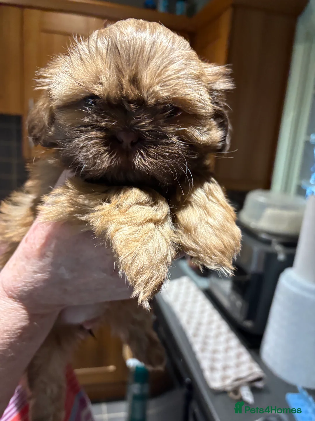 Shih Tzu dogs for sale: ALL SOLD THANK YOU - Advert 33