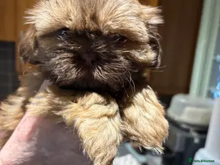 Shih Tzu dogs Karashishi shih tzu - Advert 17