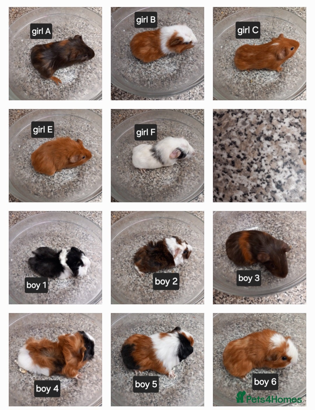 Guinea Pig rodents Baby guineapigs ready now  - Advert 1